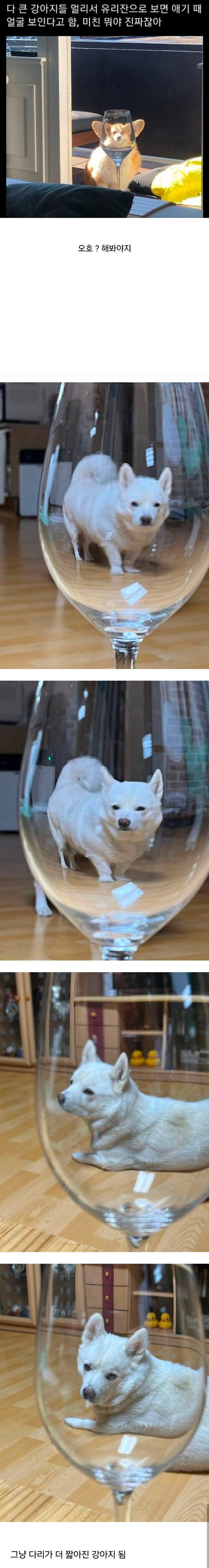 와인잔으로 댕댕이를 보면 아기때 얼굴이 보인다_1.jpg