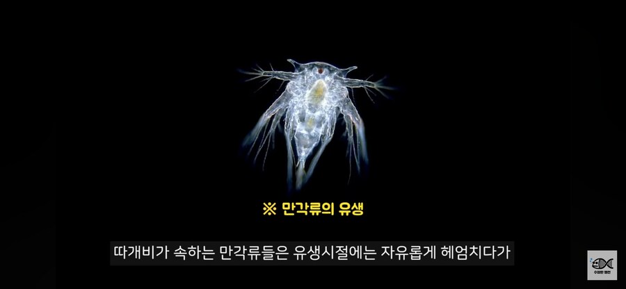 약혐주의)따개비 관련 많이 오해한다는 사실_10.png