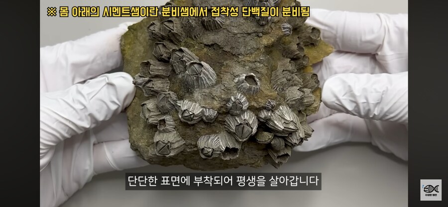 약혐주의)따개비 관련 많이 오해한다는 사실_12.png