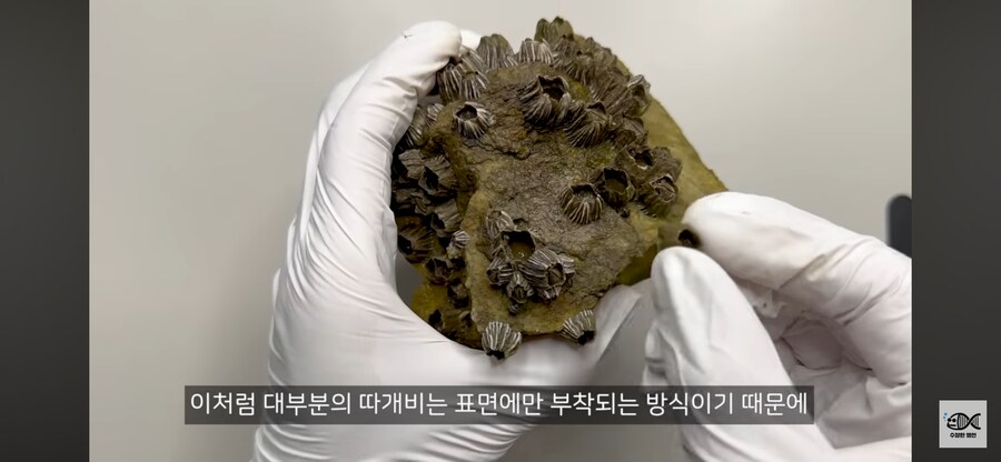 약혐주의)따개비 관련 많이 오해한다는 사실_13.png