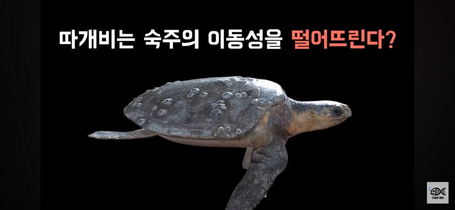 약혐주의)따개비 관련 많이 오해한다는 사실_15.png