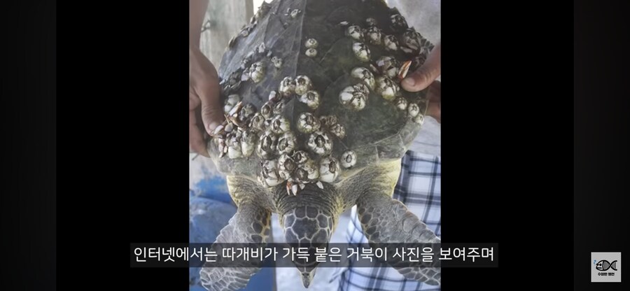 약혐주의)따개비 관련 많이 오해한다는 사실_16.png