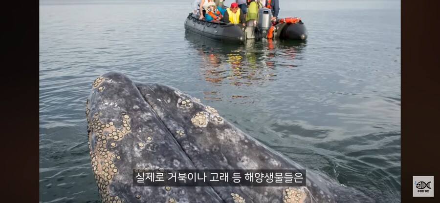 약혐주의)따개비 관련 많이 오해한다는 사실_29.png