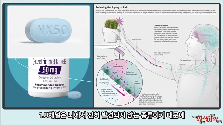 20년만에 새로 나온 진통제가 주목받는 이유_15.jpg