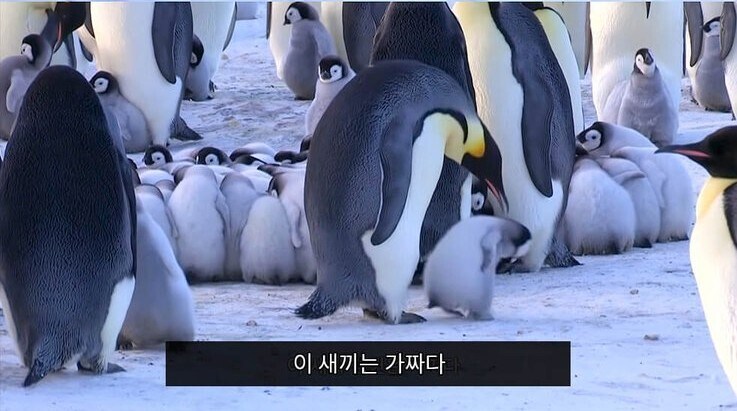[더러운 유게 정화] 귀여운 아기 황제펭귄 이나 보고가라_3.jpg