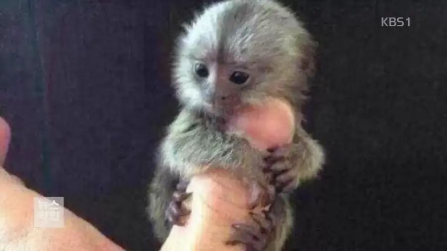[감동] 세상에서 제일 작은 원숭이의 무시무시한 사냥능력_2.webp