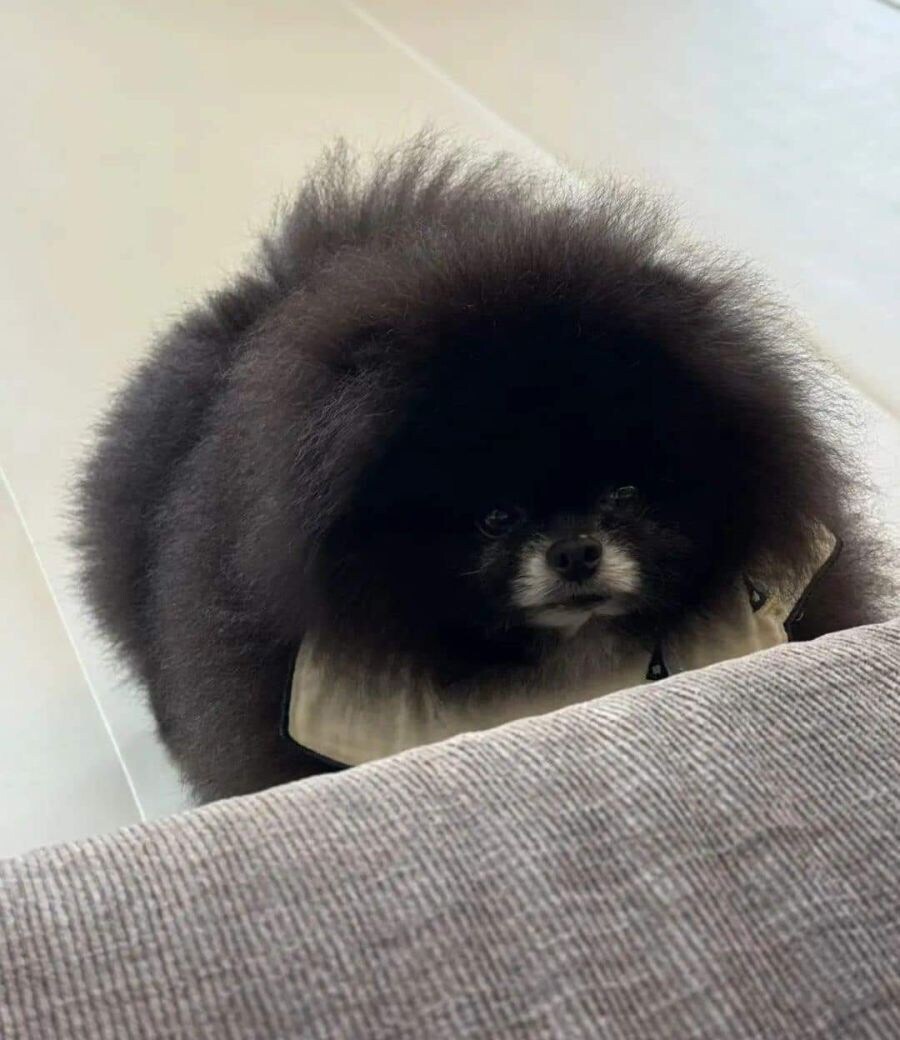 외눈박이 강아지_3.jpg