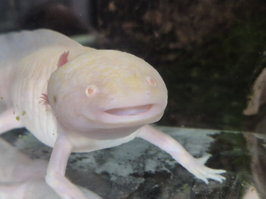 수조)해피 럼프_1.jpg