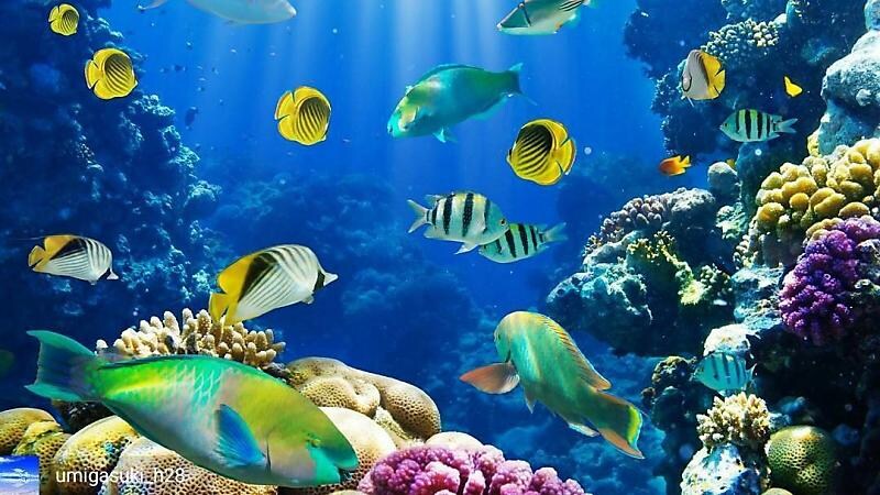 멕시코 칸쿤의 해저 미술관_6.jpg