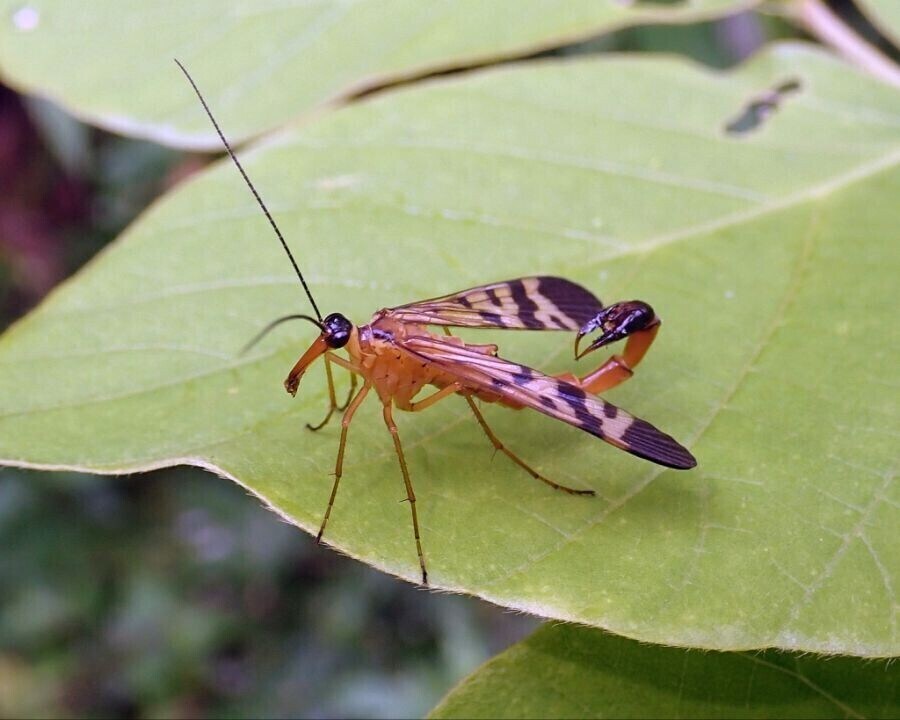 뿔달린 말 빼고 이상한 놈들은 다 있는 세계선_16.jpg