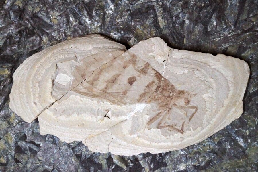 뿔달린 말 빼고 이상한 놈들은 다 있는 세계선_15.jpg