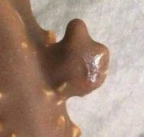 빨리 와서 이것 좀 봐봐 따봉 아이스크림이야_2.png