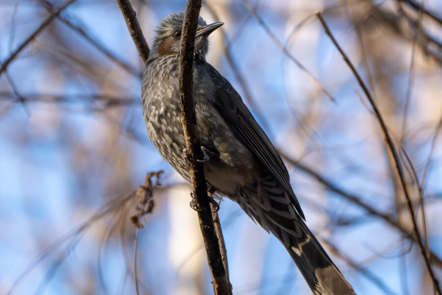1월 장월평천, 파주출판단지 유수지 탐조_6.jpg