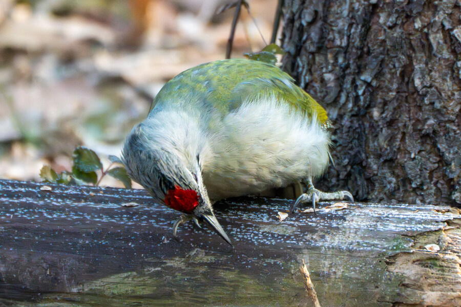 1월 장월평천, 파주출판단지 유수지 탐조_8.jpg