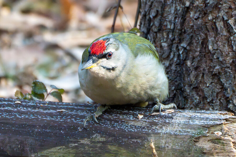 1월 장월평천, 파주출판단지 유수지 탐조_9.jpg