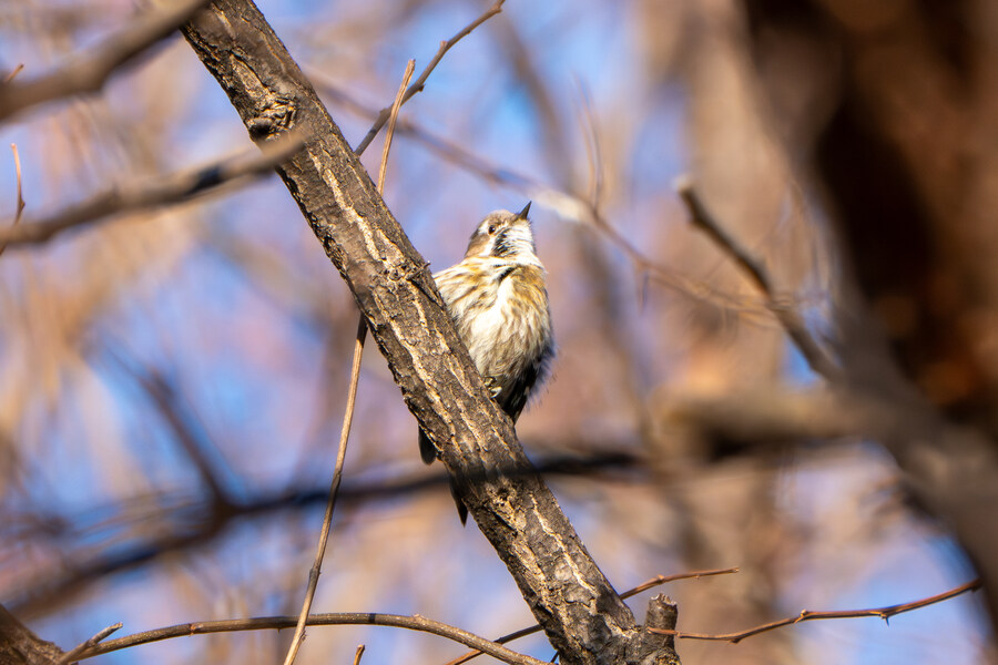 1월 장월평천, 파주출판단지 유수지 탐조_10.jpg