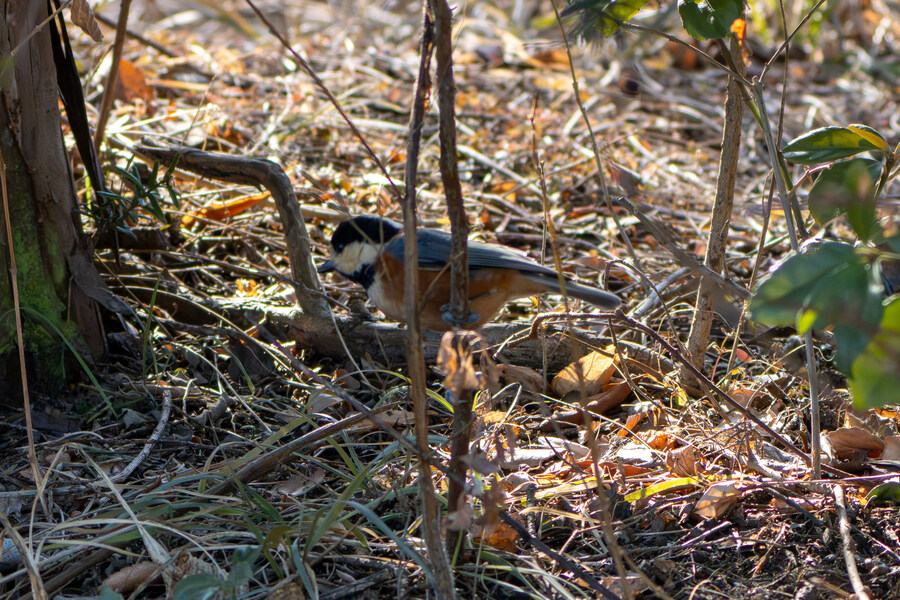 1월 장월평천, 파주출판단지 유수지 탐조_12.jpg