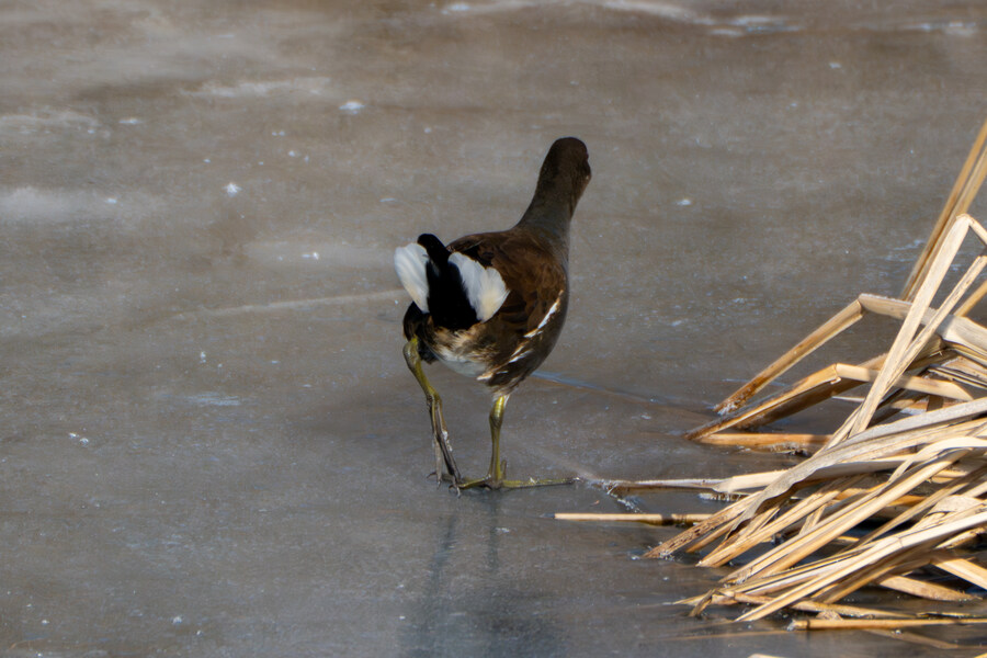 1월 장월평천, 파주출판단지 유수지 탐조_19.jpg