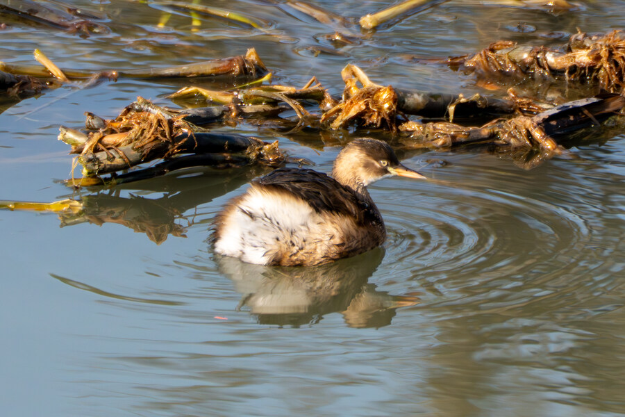 1월 장월평천, 파주출판단지 유수지 탐조_20.jpg