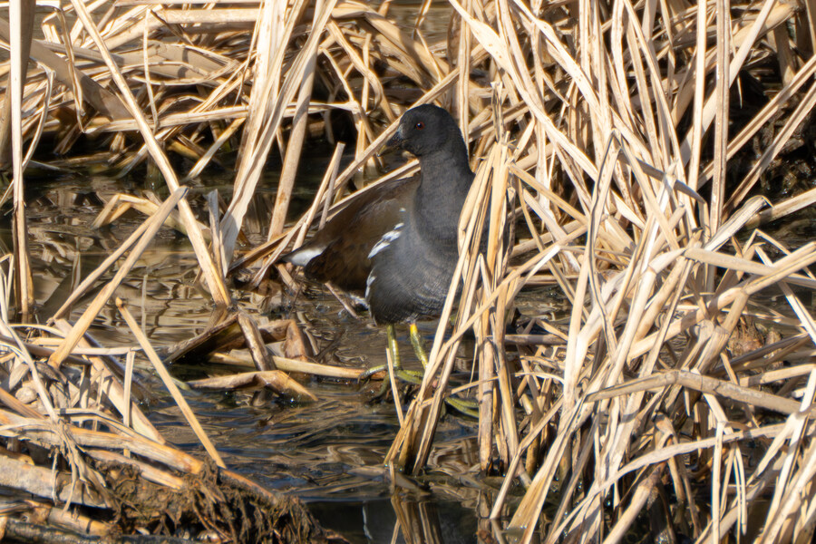 1월 장월평천, 파주출판단지 유수지 탐조_22.jpg