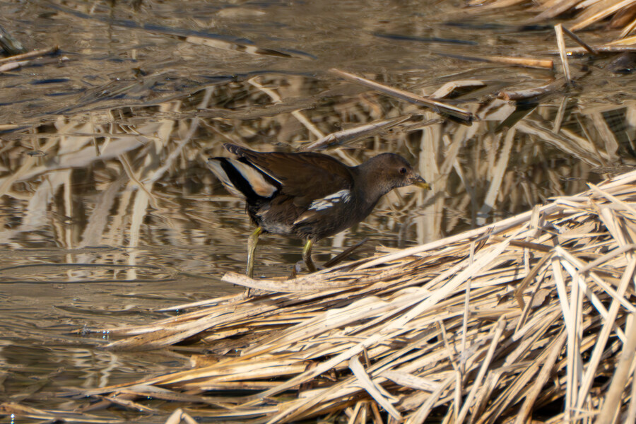 1월 장월평천, 파주출판단지 유수지 탐조_23.jpg