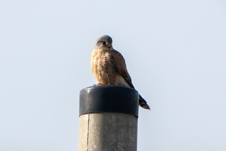 1월 장월평천, 파주출판단지 유수지 탐조_29.jpg