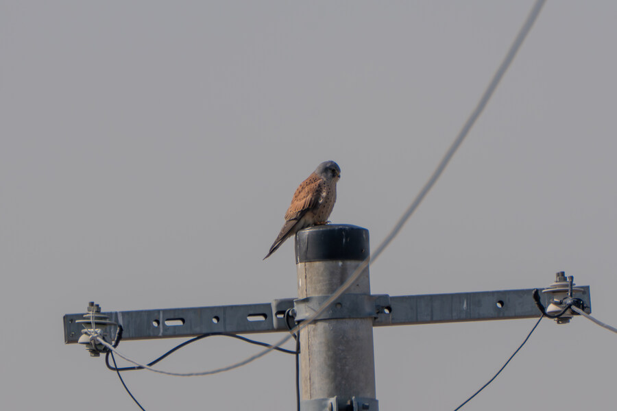 1월 장월평천, 파주출판단지 유수지 탐조_31.jpg