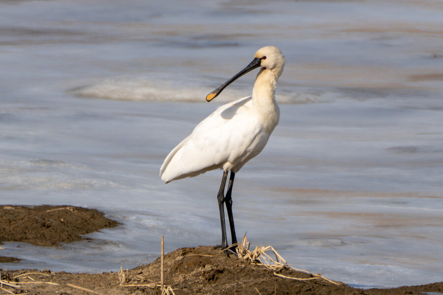 1월 장월평천, 파주출판단지 유수지 탐조_32.jpg