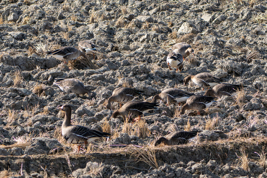 1월 장월평천, 파주출판단지 유수지 탐조_35.jpg