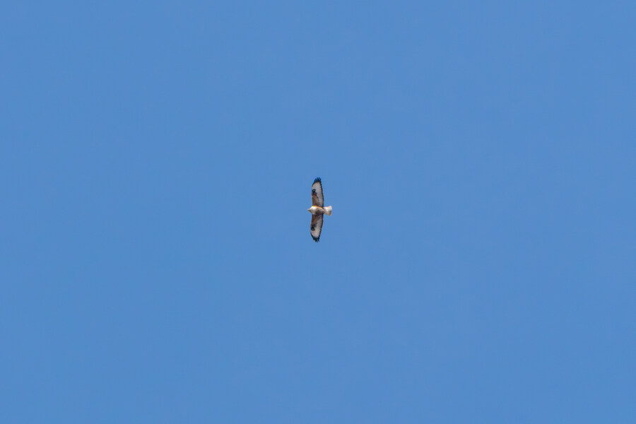 1월 장월평천, 파주출판단지 유수지 탐조_43.jpg