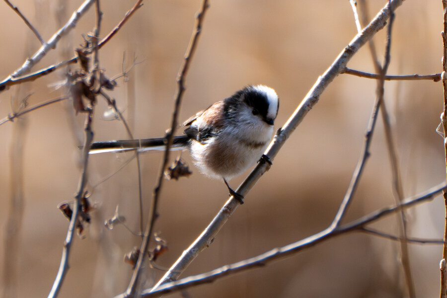 1월 장월평천, 파주출판단지 유수지 탐조_48.jpg