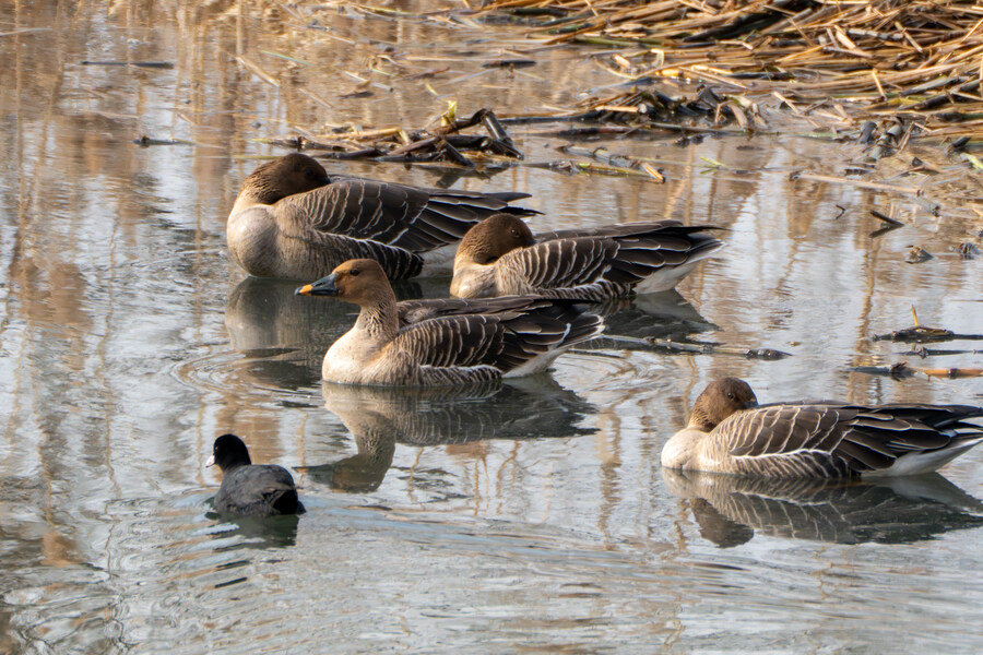 1월 장월평천, 파주출판단지 유수지 탐조_51.jpg