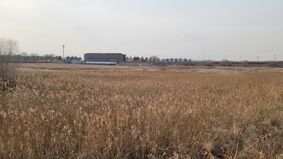 1월 장월평천, 파주출판단지 유수지 탐조_52.jpg