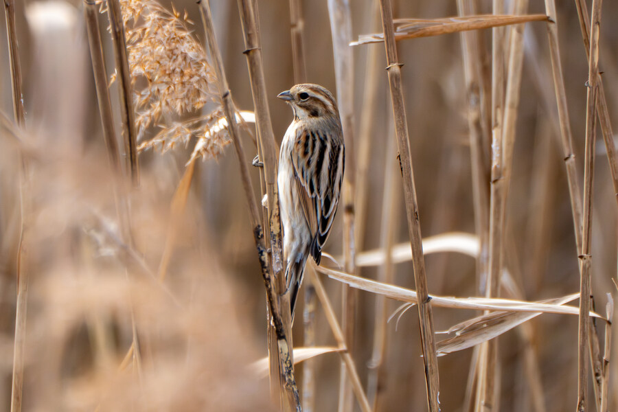 1월 장월평천, 파주출판단지 유수지 탐조_56.jpg