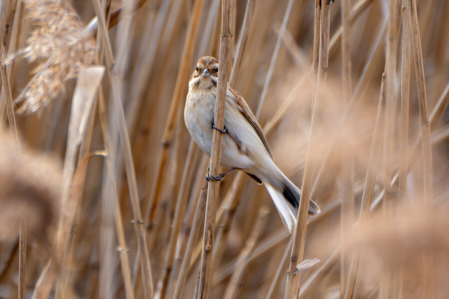 1월 장월평천, 파주출판단지 유수지 탐조_59.jpg