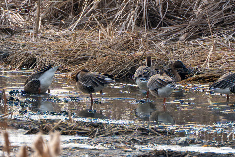 1월 장월평천, 파주출판단지 유수지 탐조_63.jpg