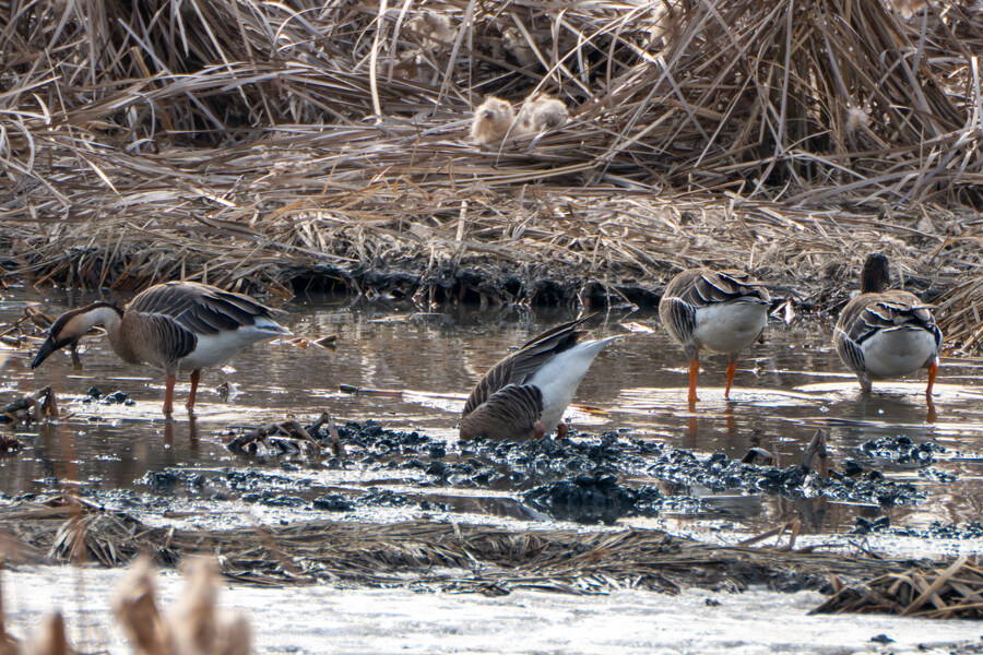 1월 장월평천, 파주출판단지 유수지 탐조_64.jpg