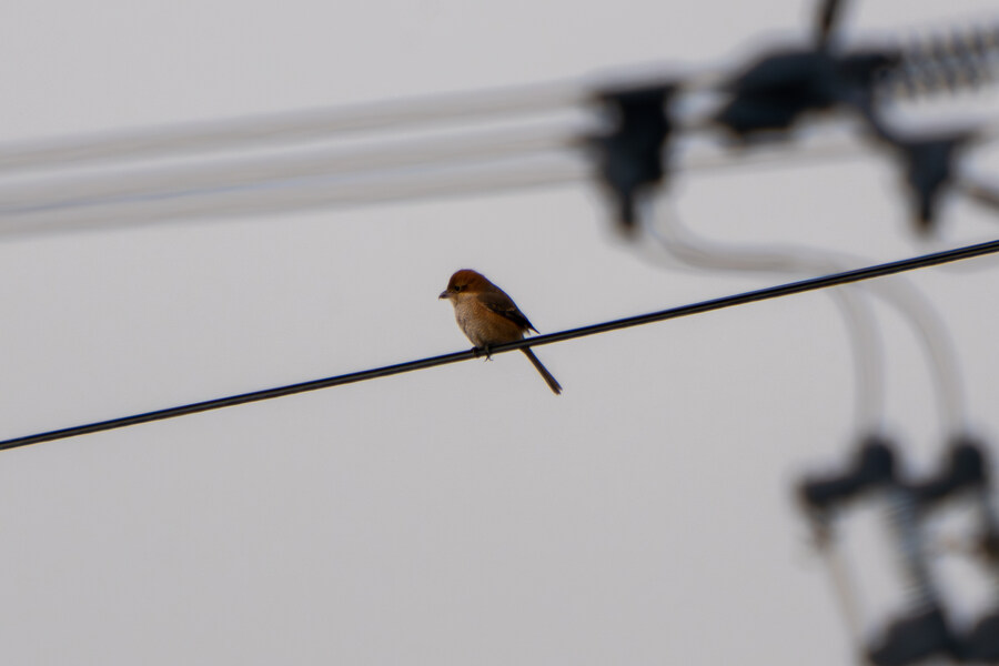 1월 장월평천, 파주출판단지 유수지 탐조_69.jpg