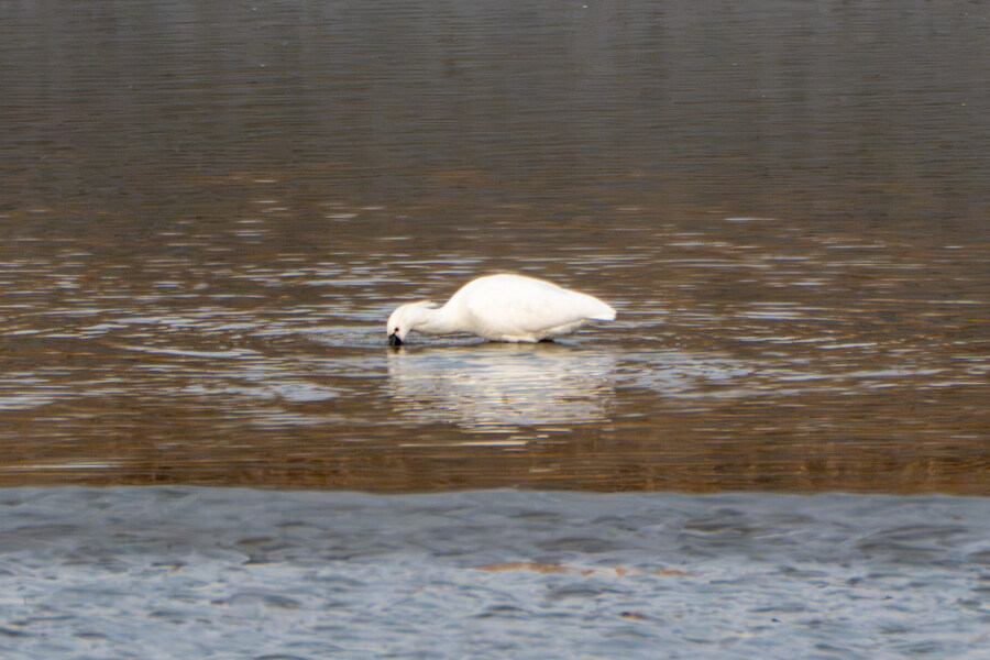 1월 장월평천, 파주출판단지 유수지 탐조_72.jpg