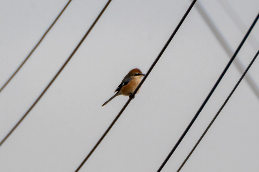 1월 장월평천, 파주출판단지 유수지 탐조_76.jpg