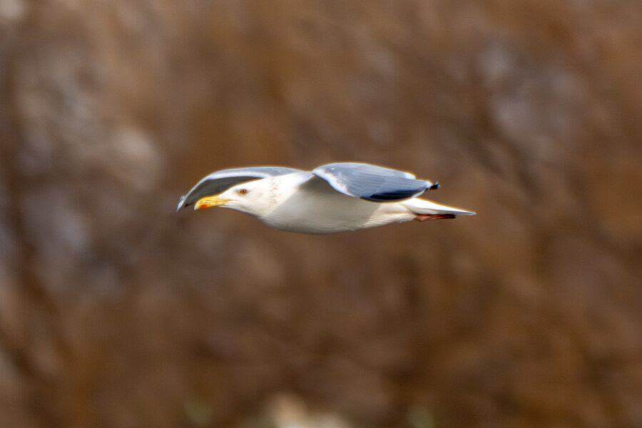 1월 장월평천, 파주출판단지 유수지 탐조_77.jpg