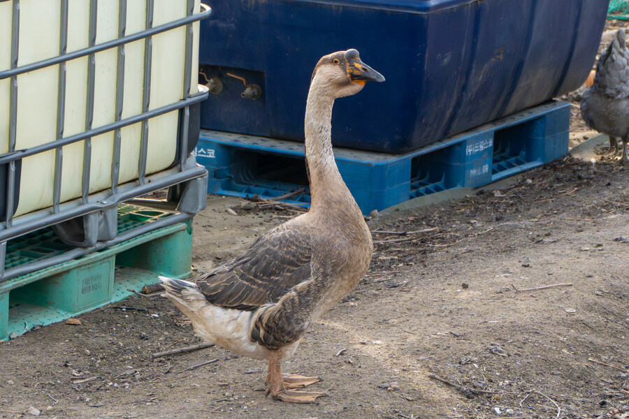 1월 장월평천, 파주출판단지 유수지 탐조_81.jpg