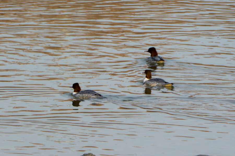 1월 장월평천, 파주출판단지 유수지 탐조_82.jpg