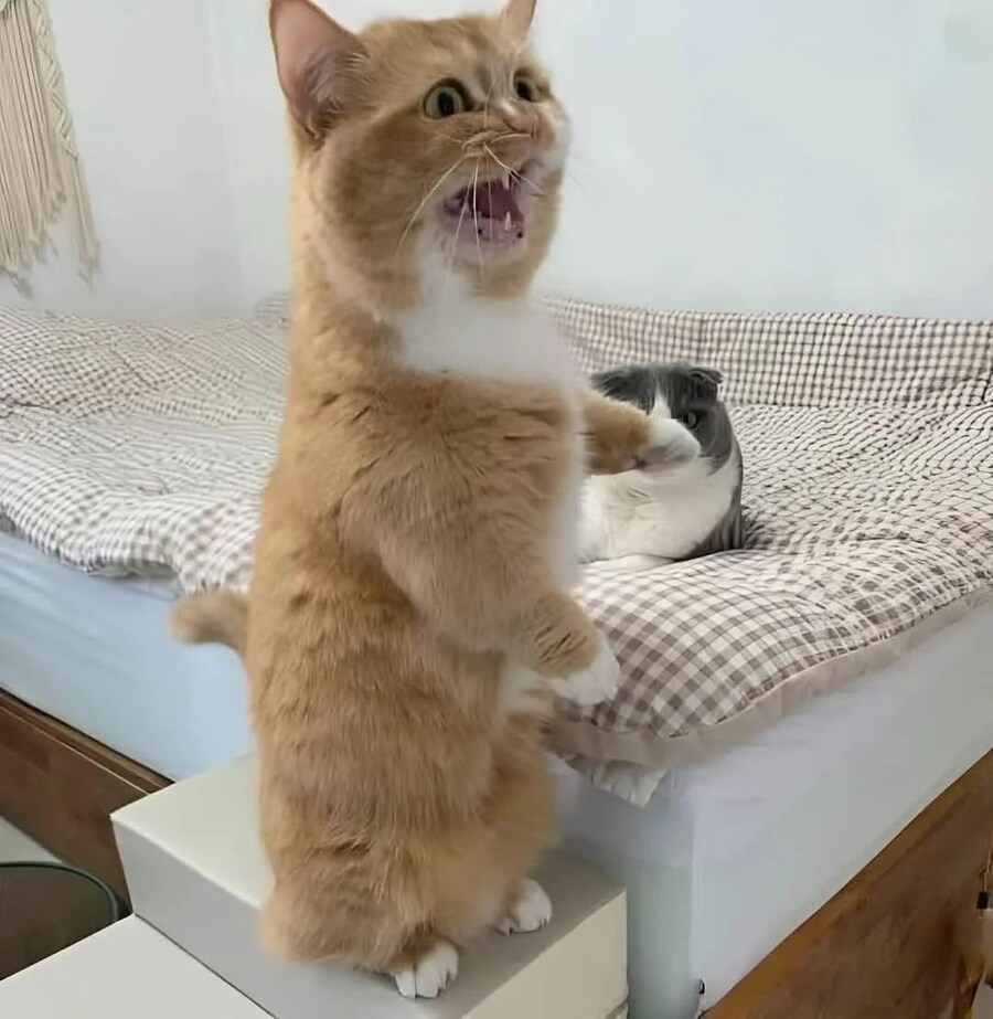 고양이: 이 녀석이 내 자리를 훔쳤어요! 🐈_1.jpg