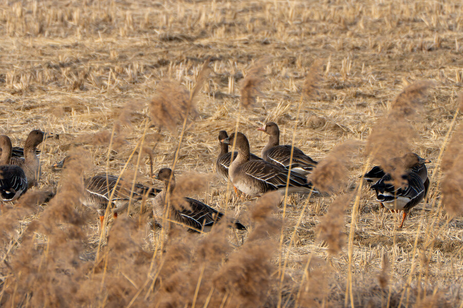 1월 장월평천, 파주출판단지 유수지 탐조_85.jpg