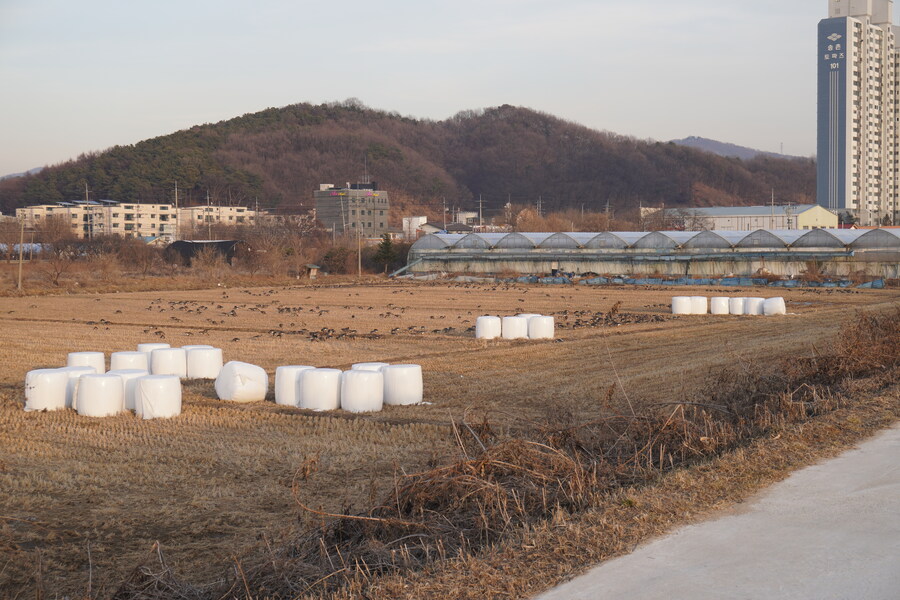 1월 장월평천, 파주출판단지 유수지 탐조_86.jpg