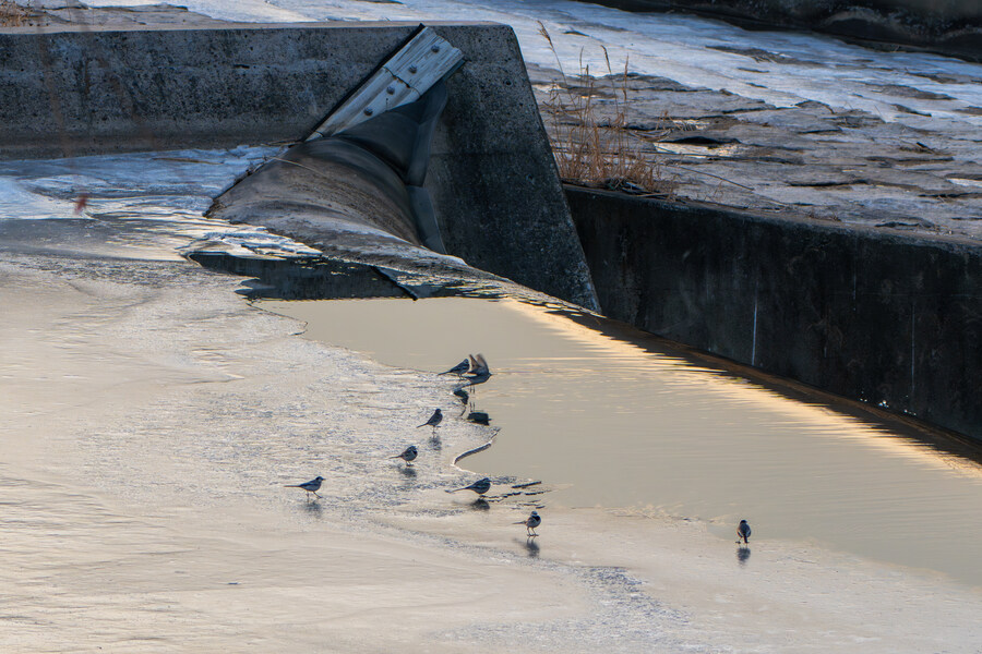 1월 장월평천, 파주출판단지 유수지 탐조_90.jpg