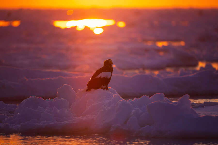 오가닉) 자작 야생사진들_2.jpg