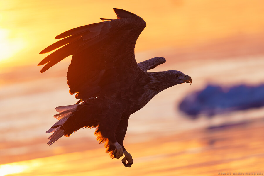 오가닉) 자작 야생사진들_3.jpg