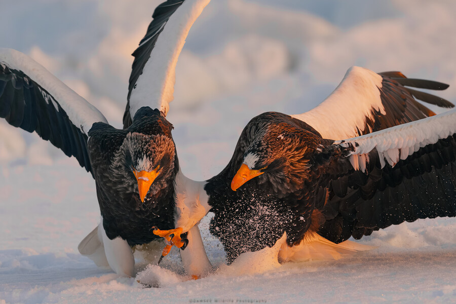 오가닉) 자작 야생사진들_5.jpg